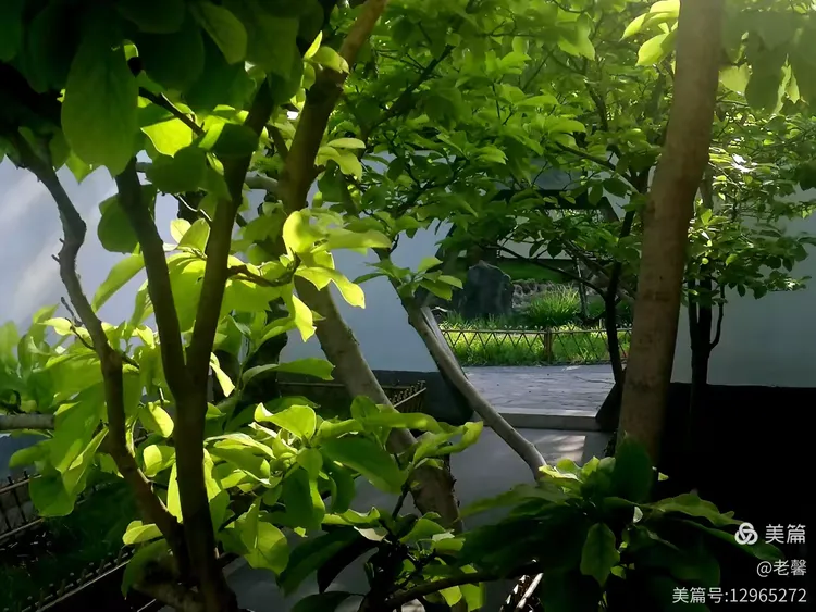 绿荫下，湖边，乘凉散步，手机拍。2025.6.4